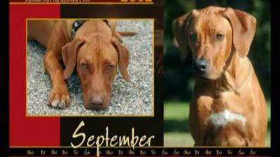 Videocalendar 2012 for animals and their trainers